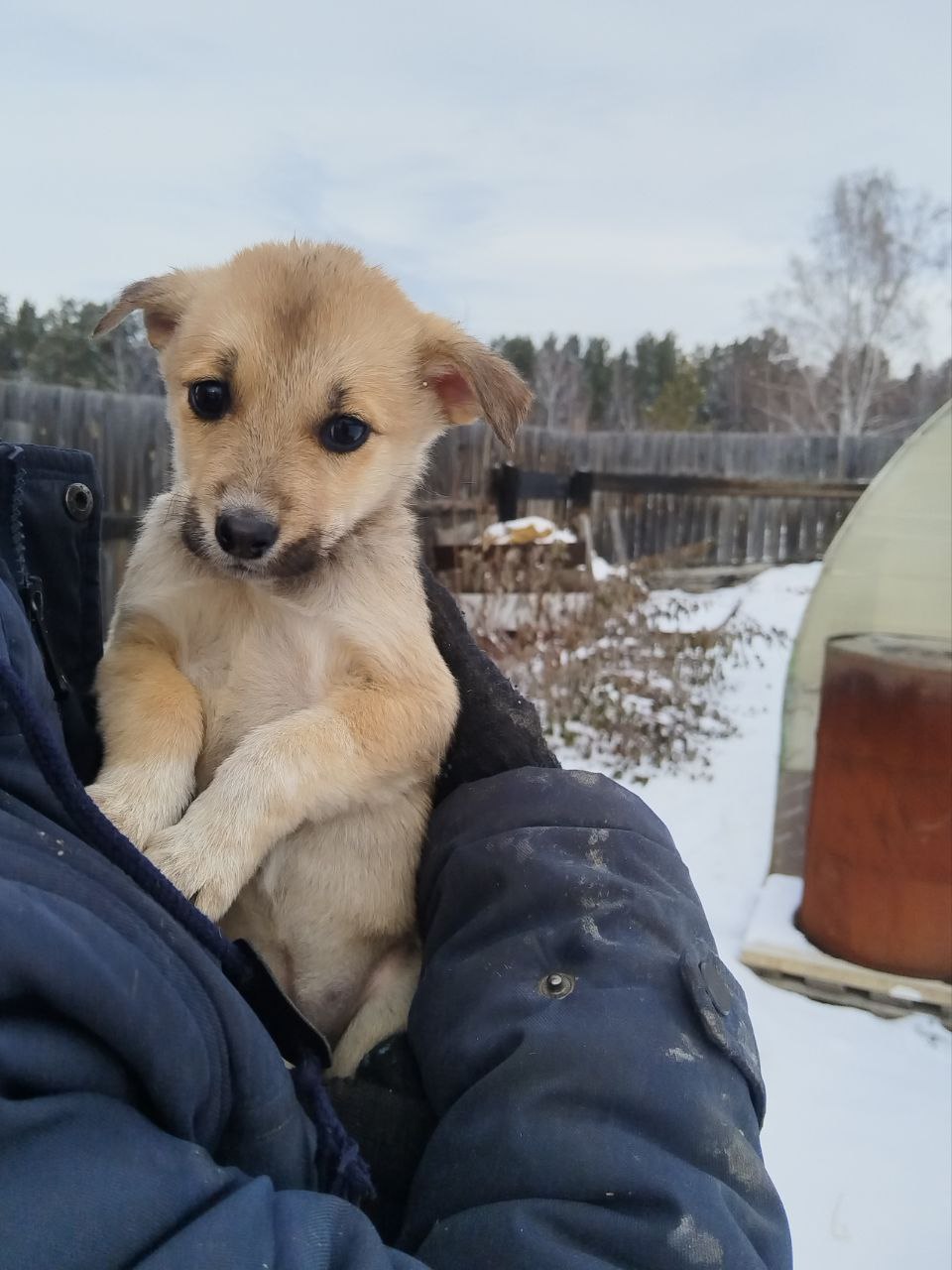Щенок ищет дом - Животные в Иркутск