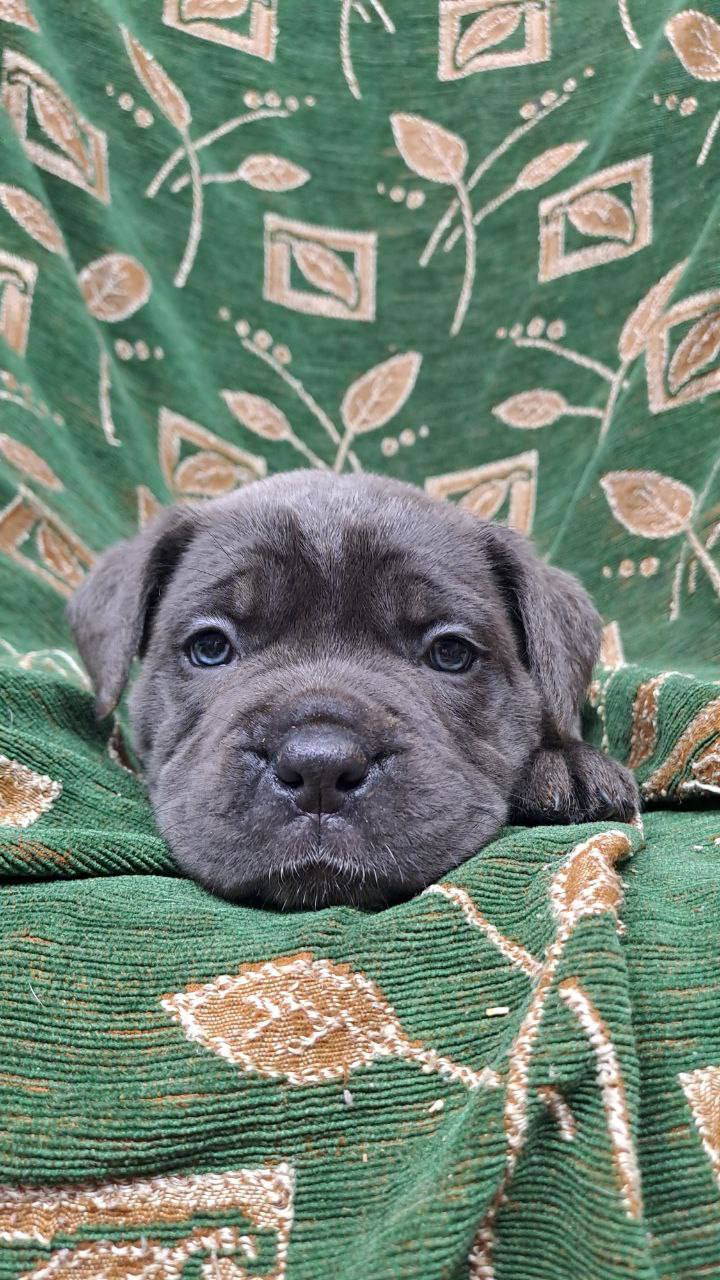 Щенки Кане-Корсо к продаже - частное объявление в Братск