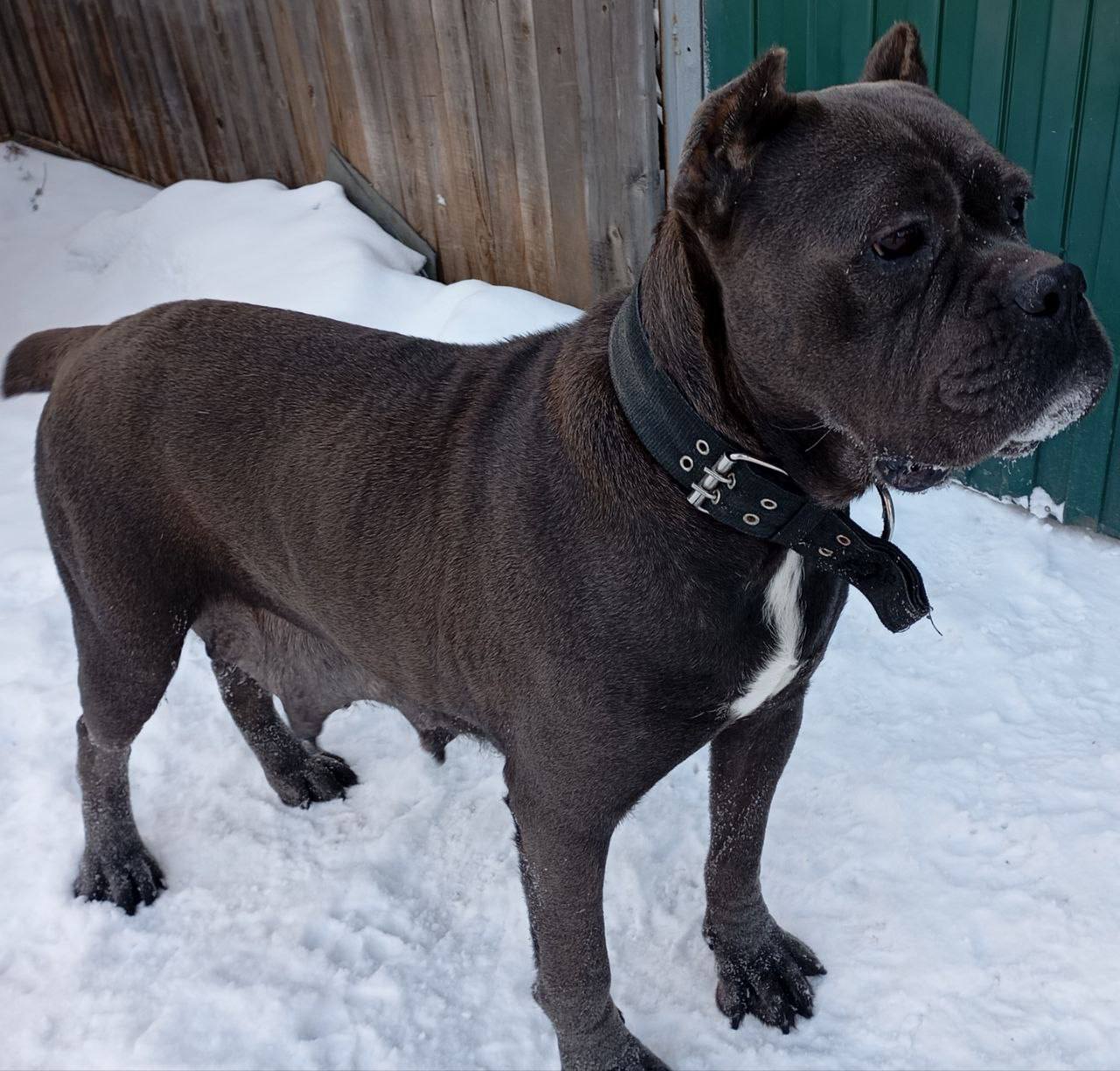 Щенки Кане-Корсо к продаже - Животные в Братск - фото 3