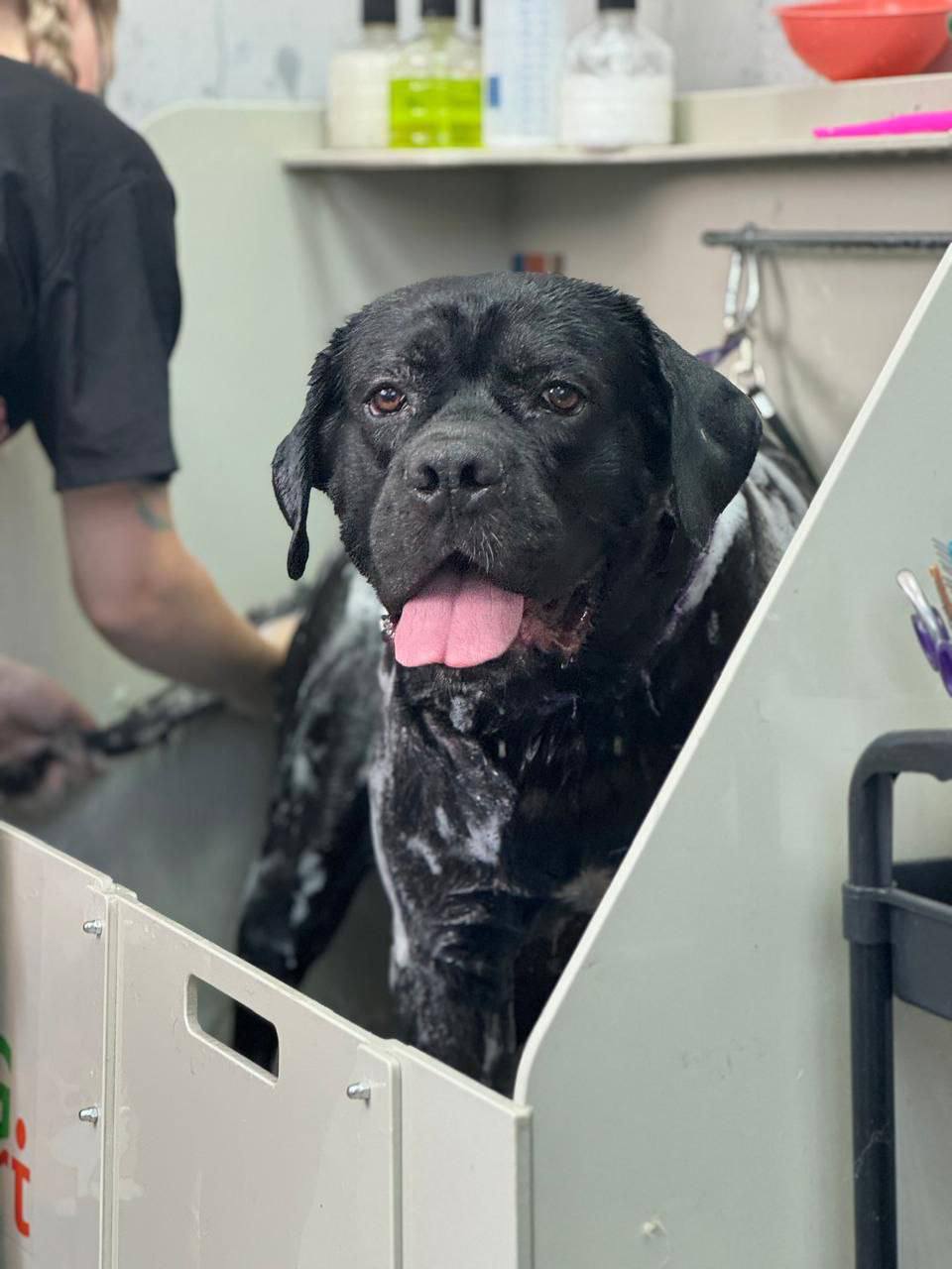 Щенки Кане-Корсо к продаже - Животные в Братск - фото 4