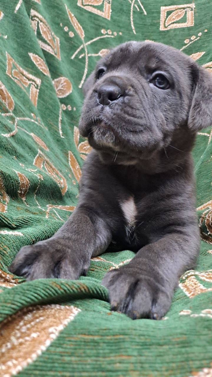 Щенки Кане-Корсо к продаже - Животные в Братск - фото 5