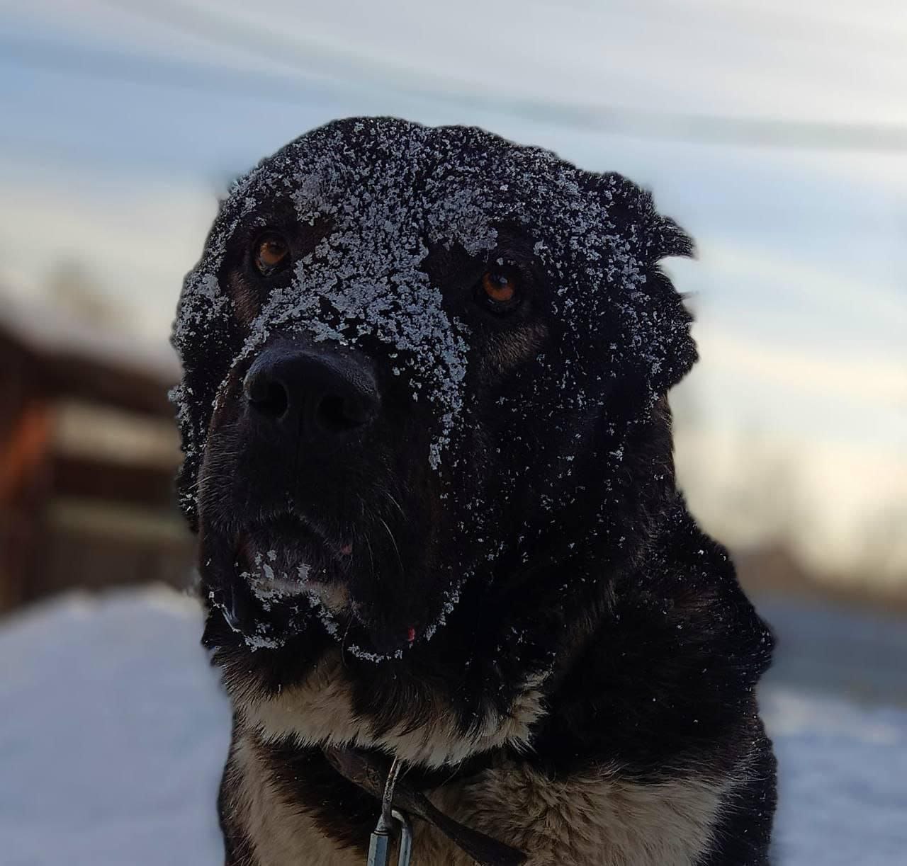 Брошенный пес нуждается в помощи - Животные в Кемерово