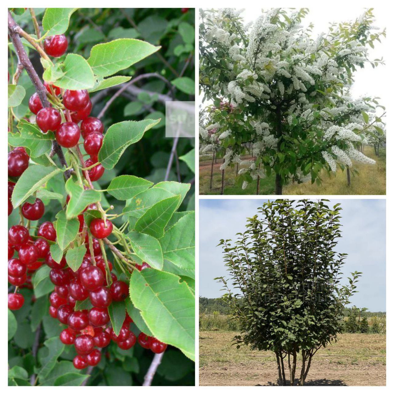 Продажа саженцев - частное объявление в Нижний Новгород