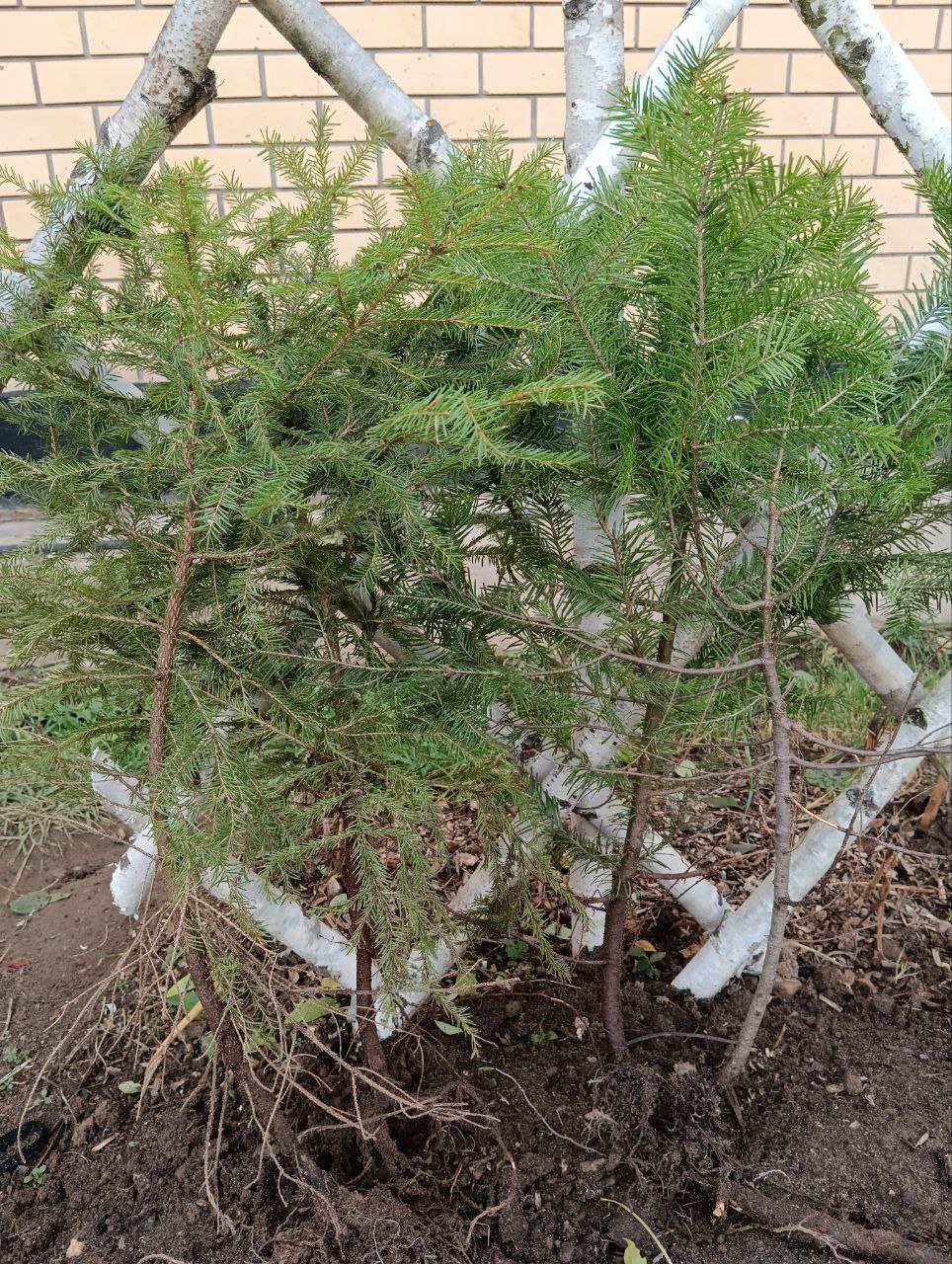 Продажа саженцев - Для дома и дачи в Нижний Новгород - фото 4