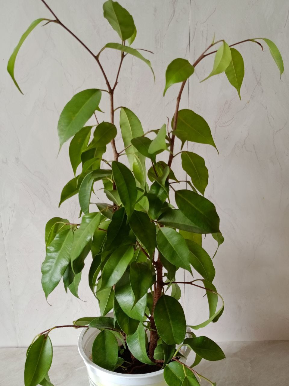 Продам фикус Бенджамина - Для дома и дачи в Кстово