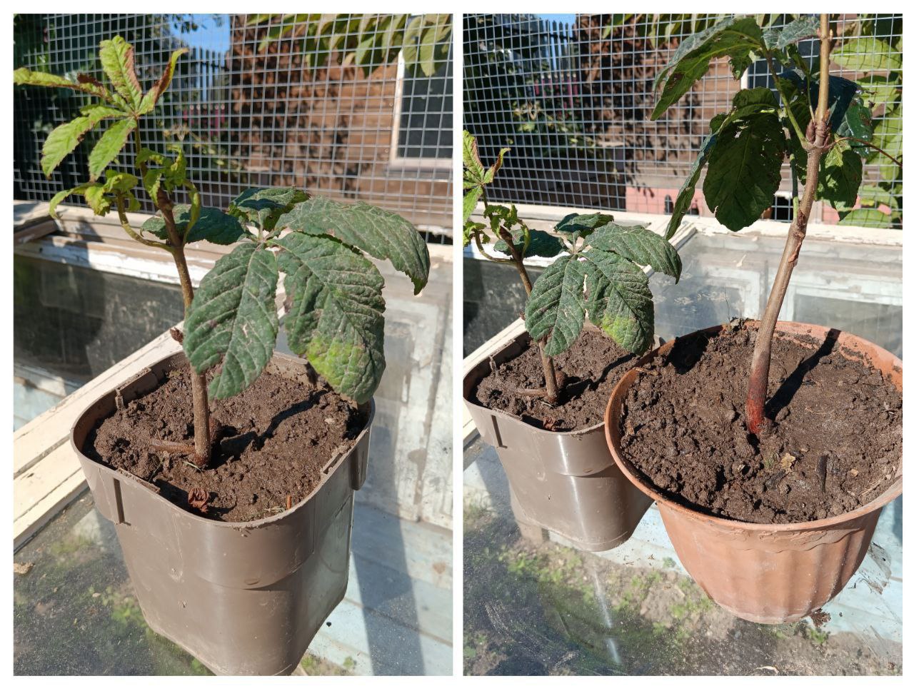 Продажа саженцев - Для дома и дачи в Нижний Новгород