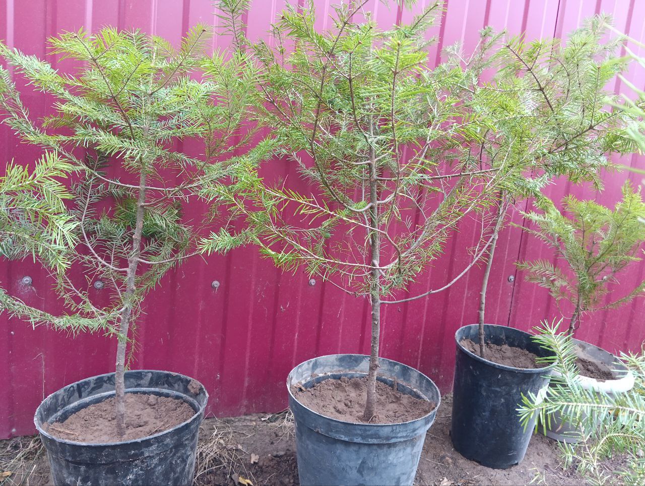 Продажа саженцев - Для дома и дачи в Нижний Новгород - фото 3