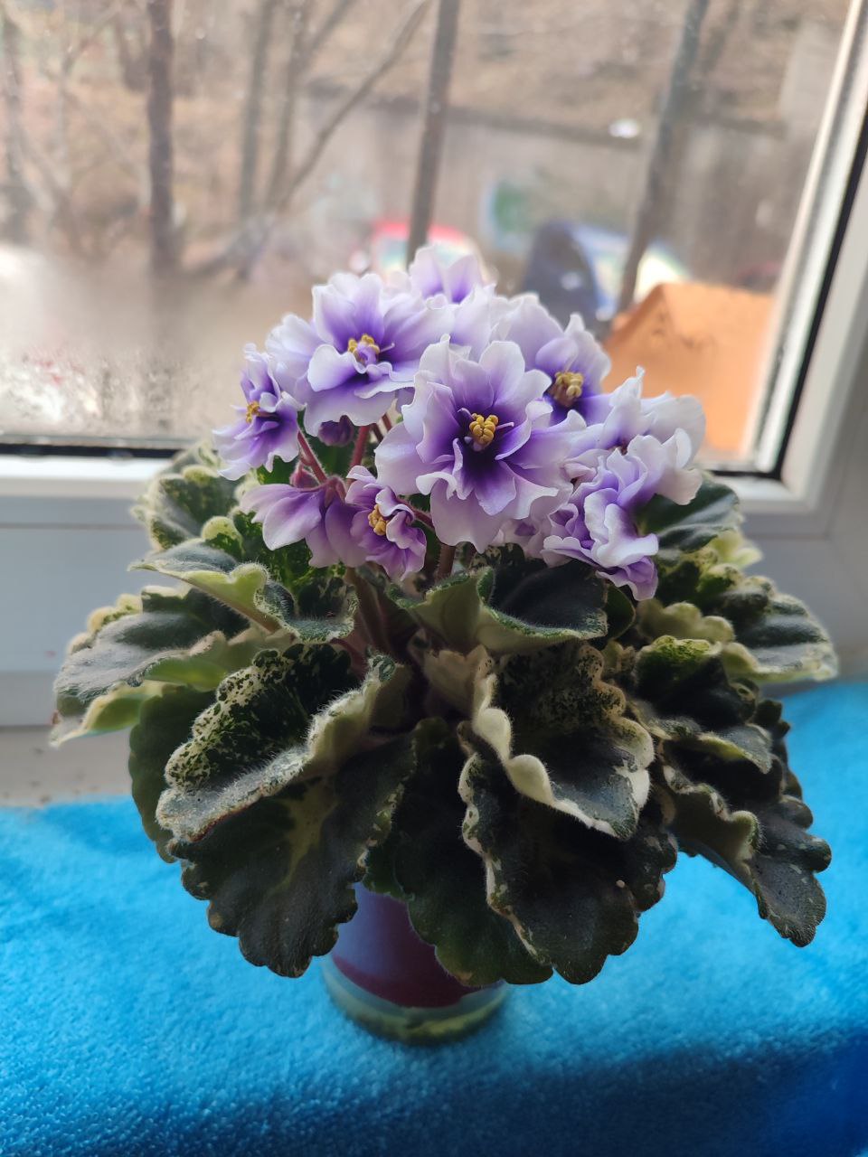 Продам фиалку - Хобби и отдых в Хабаровск
