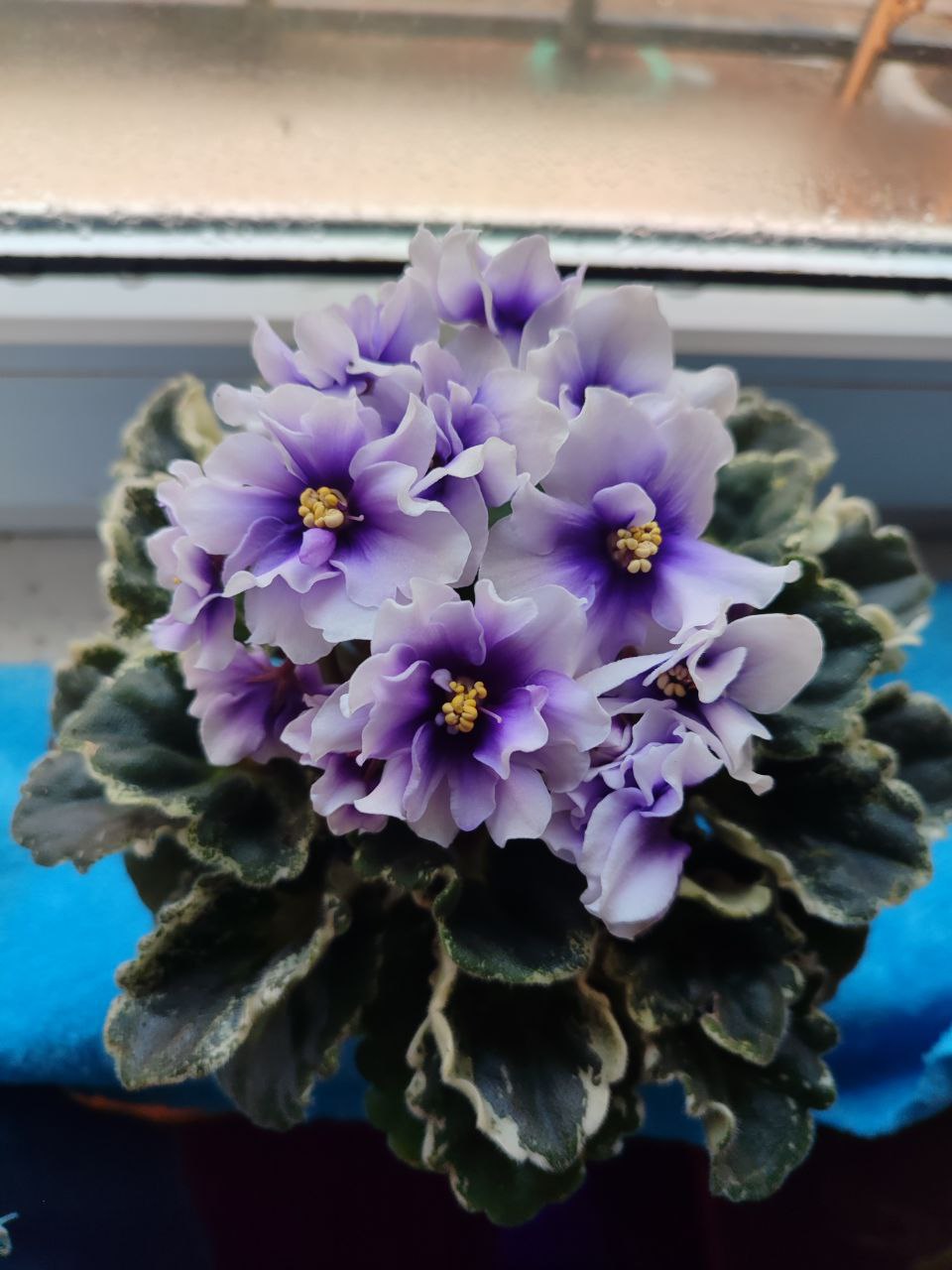 Продам фиалку - Хобби и отдых в Хабаровск - фото 2