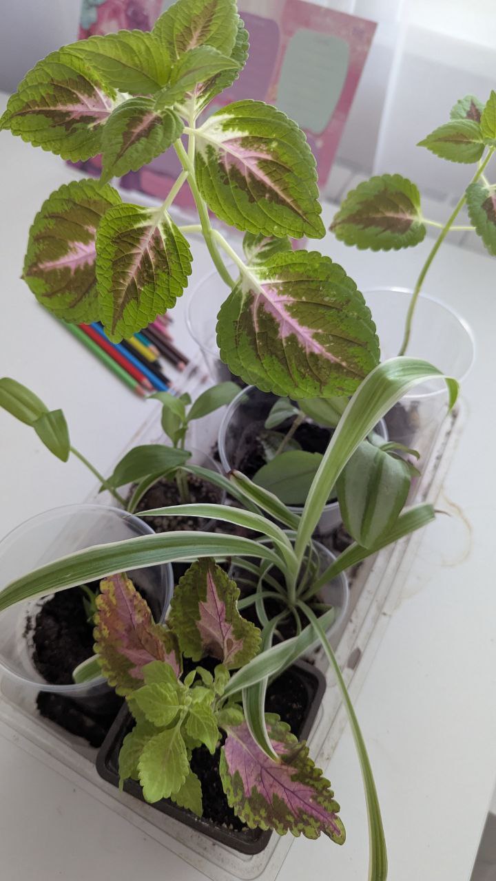 Отдам цветы в добрые руки - Хобби и отдых в Санкт-Петербург