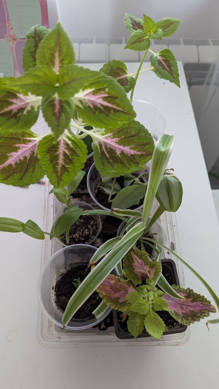 Отдам цветы в добрые руки - Хобби и отдых в Санкт-Петербург - фото 2