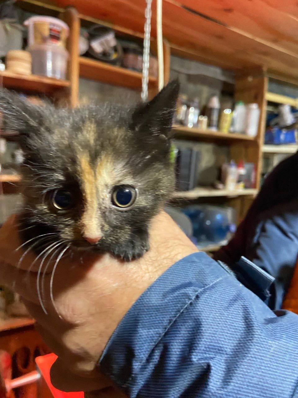 Котята в добрые руки - частное объявление в Пенза