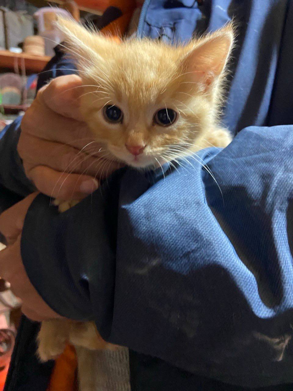 Котята в добрые руки - Животные в Пенза - фото 3