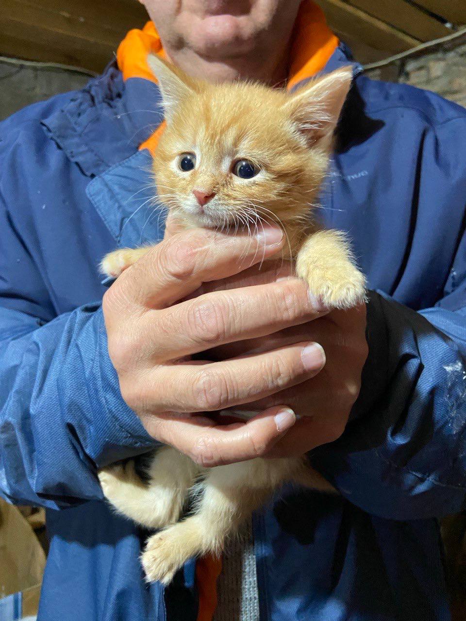 Котята в добрые руки - Животные в Пенза - фото 4