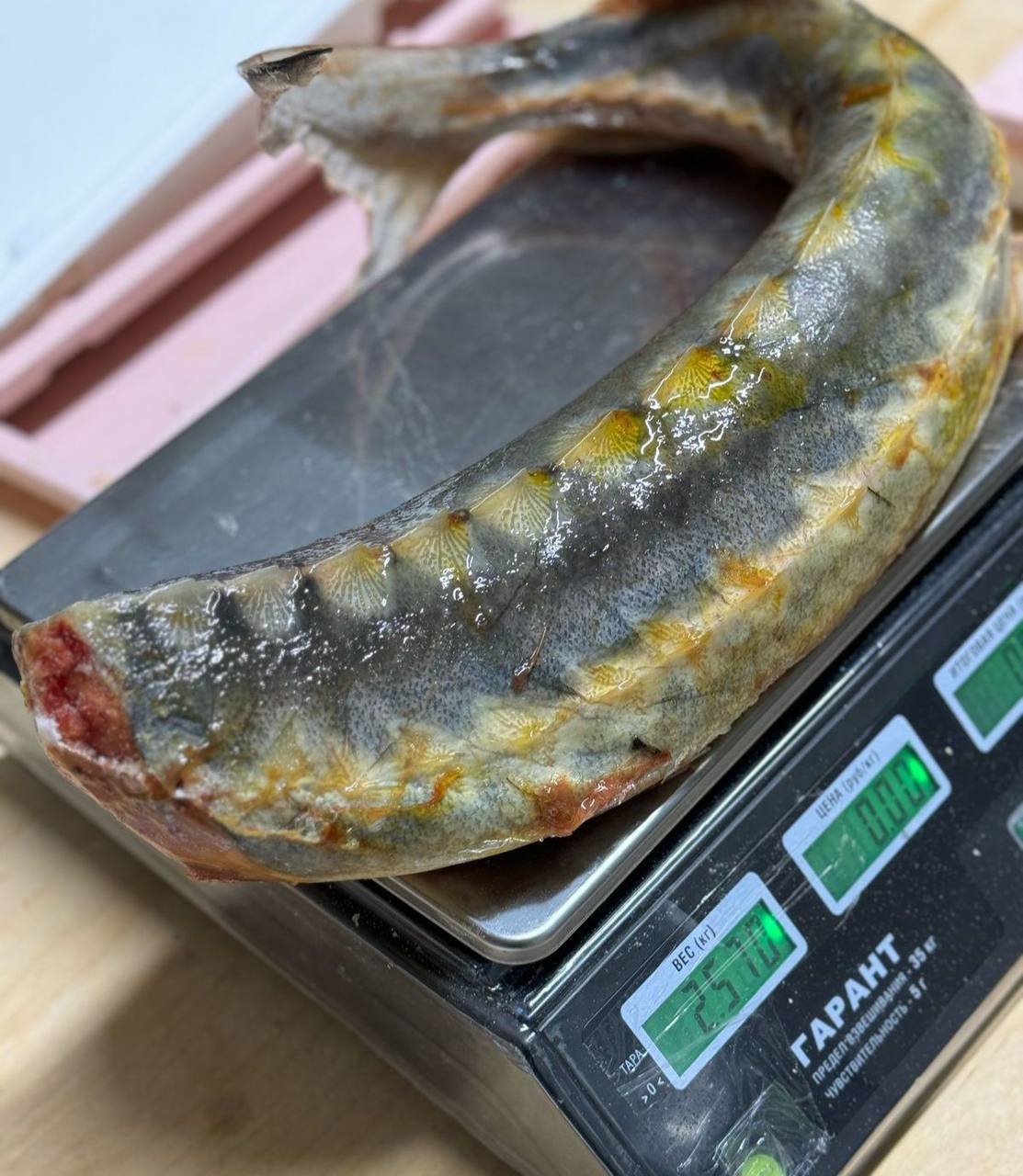 Рыба осетрина морская - Животные в Сургут