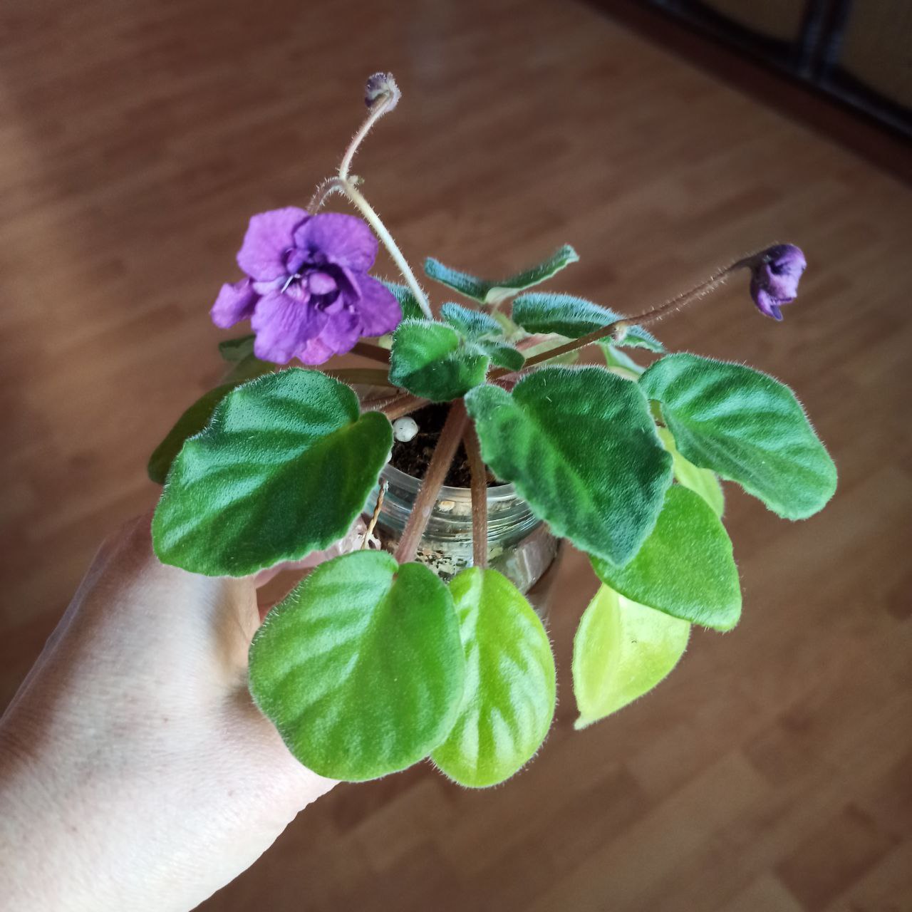 Продам фиалки - частное объявление в Москва