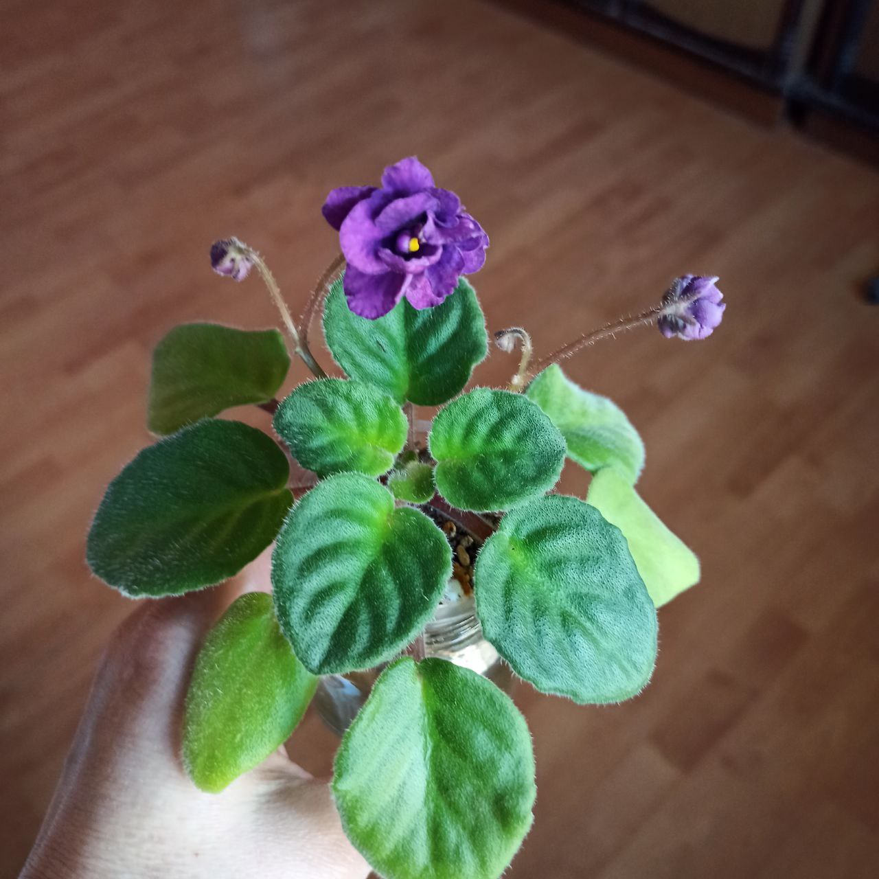 Продам фиалки - Хобби и отдых в Москва - фото 2