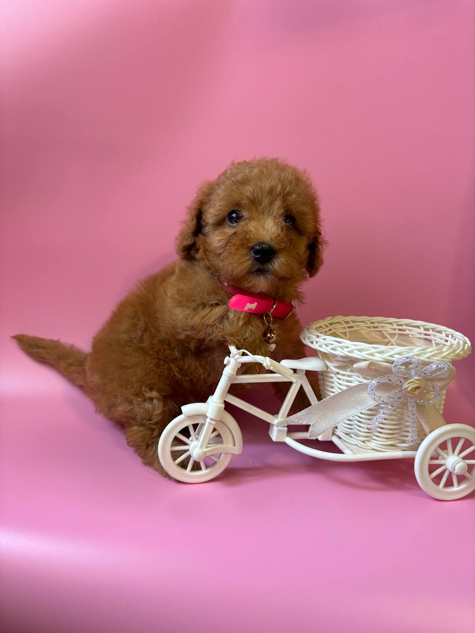 Кошка КоКо ищет новую семью - Животные в Ростов-на-Дону