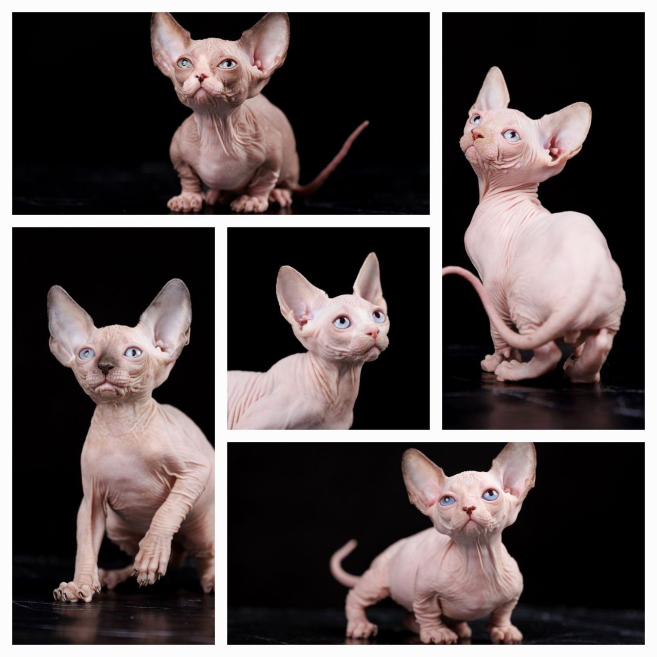 Котята сфинксы разных пород - Животные в Ростов-на-Дону