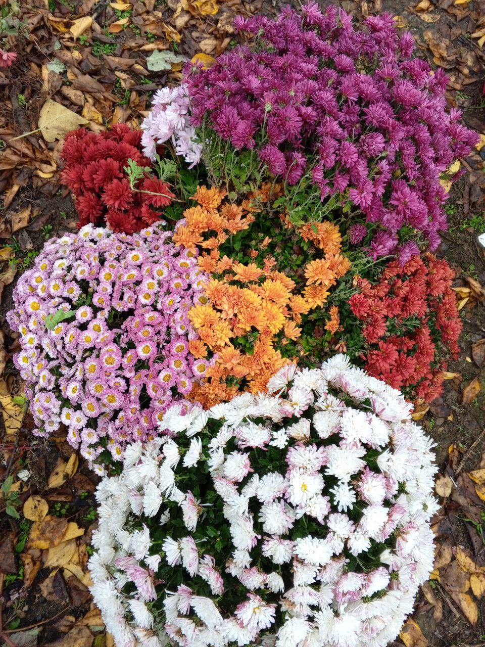 Наборы хризантем мультифлора - Хобби и отдых в Ростов-на-Дону