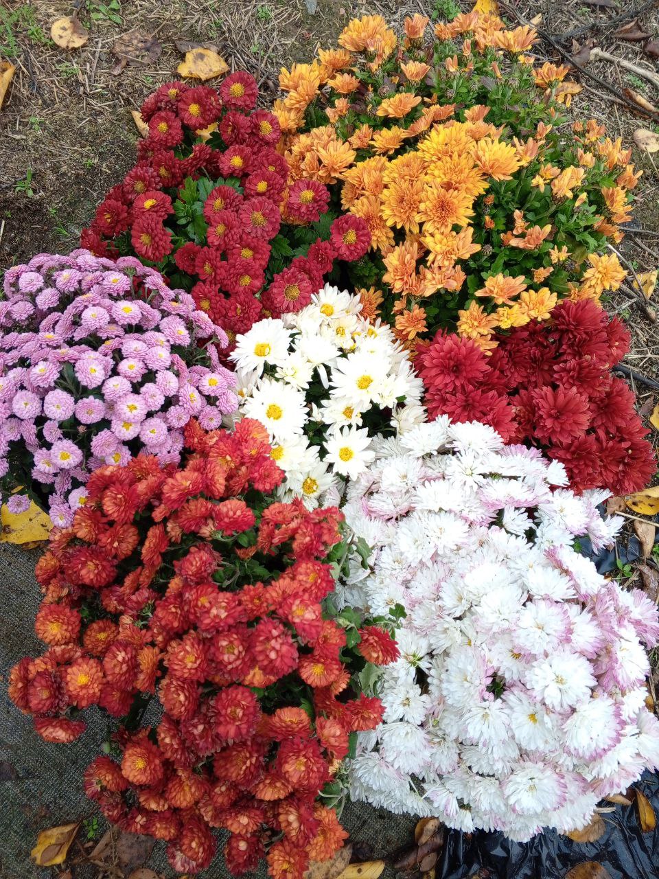 Наборы хризантем мультифлора - Хобби и отдых в Ростов-на-Дону - фото 2