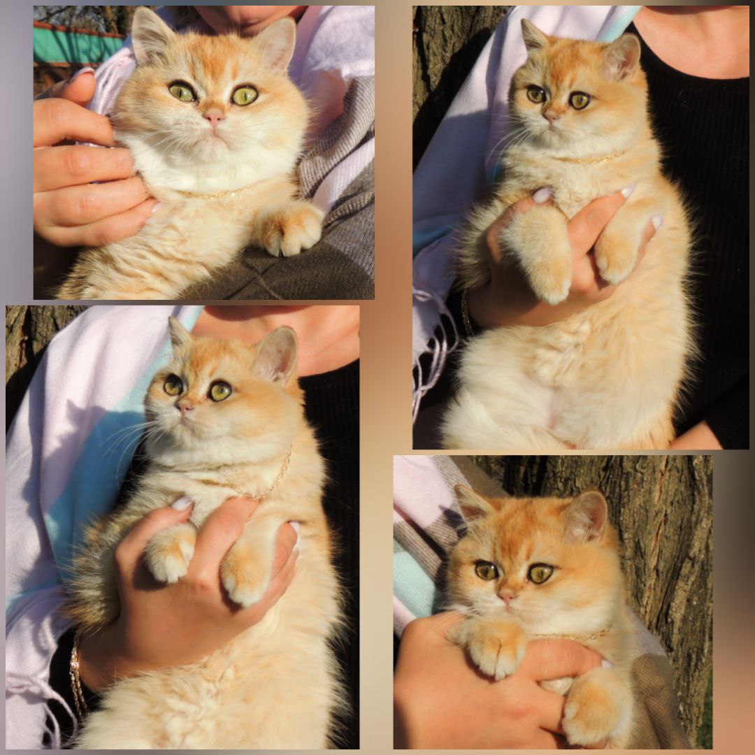 Британская золотая шиншилла - Животные в Ростов-на-Дону