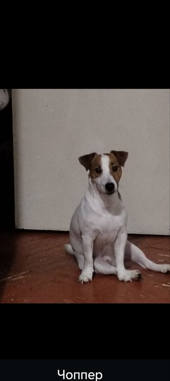 Продаются два джека-рассел-терьера - частное объявление в Норильск