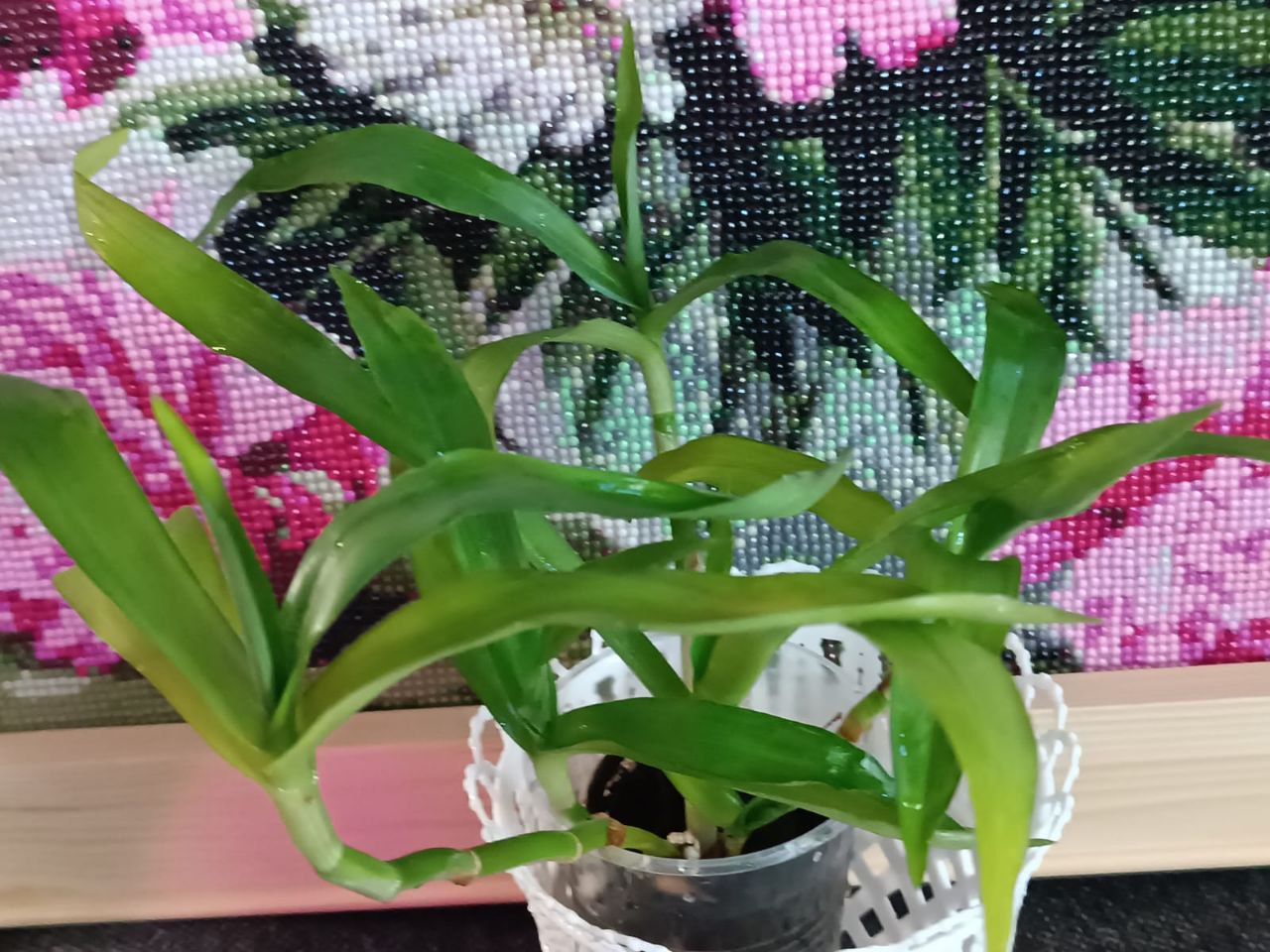 Лекарственное растение Мурдания - частное объявление в Норильск