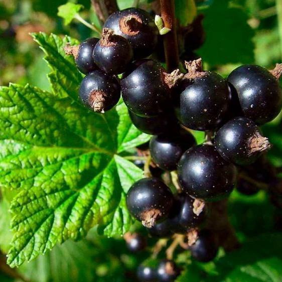 Продажа домашних сиропов и свежемороженой ягоды - Продукты питания в Южно-Сахалинск