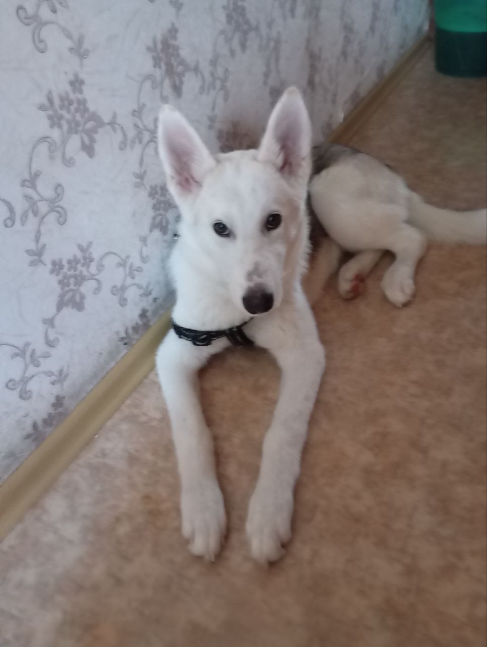 Отдадим в добрые руки - Животные в Южно-Сахалинск