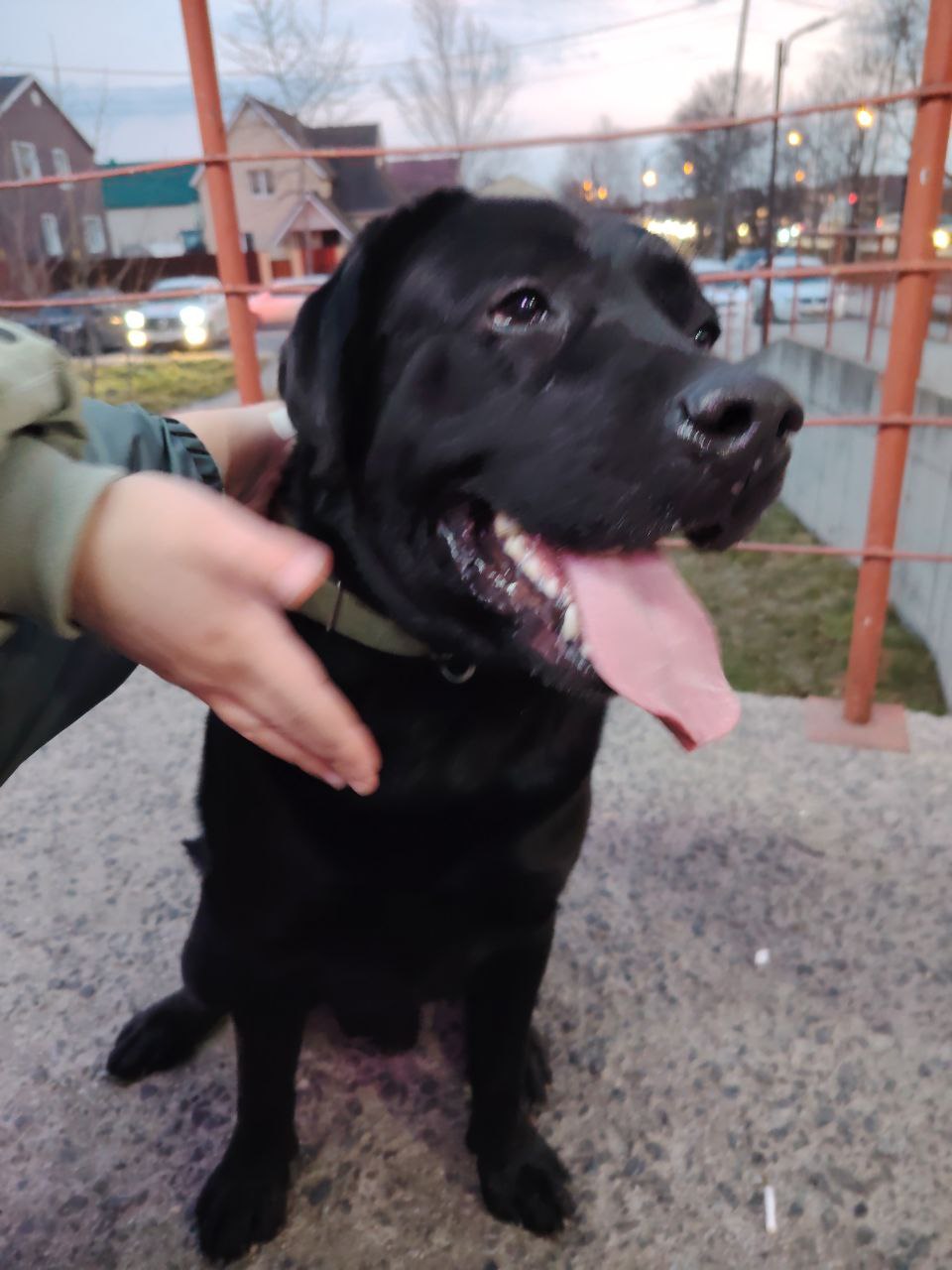 Найден черный лабрадор - Животные в Южно-Сахалинск
