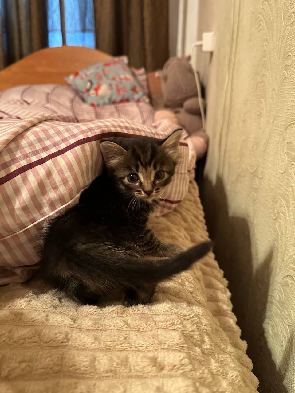 Котята в добрые руки - Животные в Минусинск