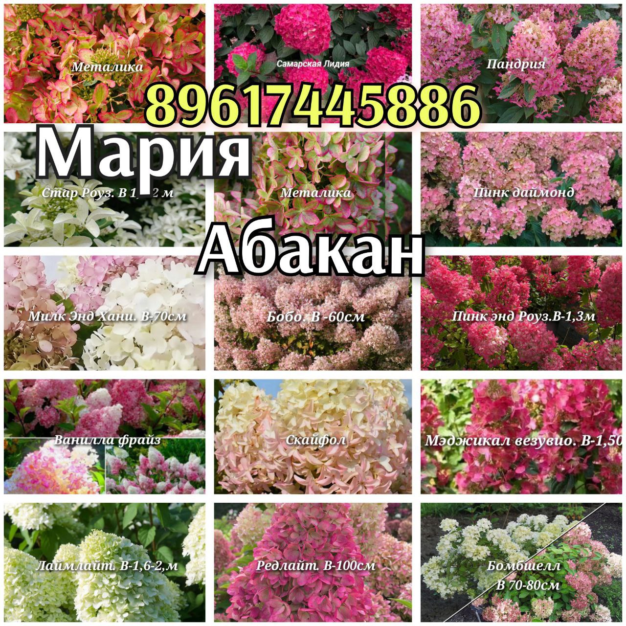 Саженцы метельчатой гортензии - частное объявление в Абакан