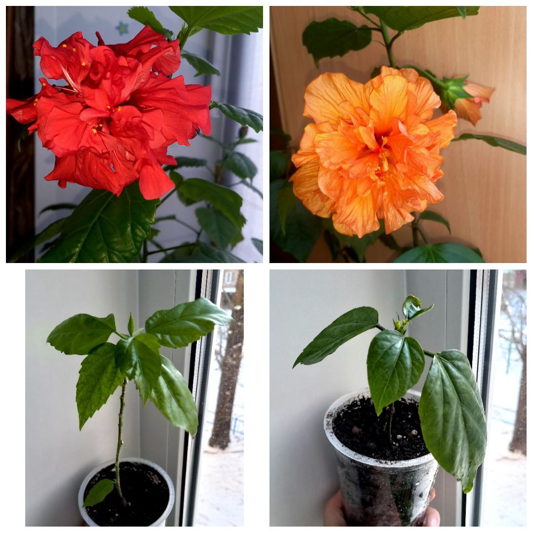 Гибискус махровый красный и оранжевый - Хобби и отдых в Минусинск