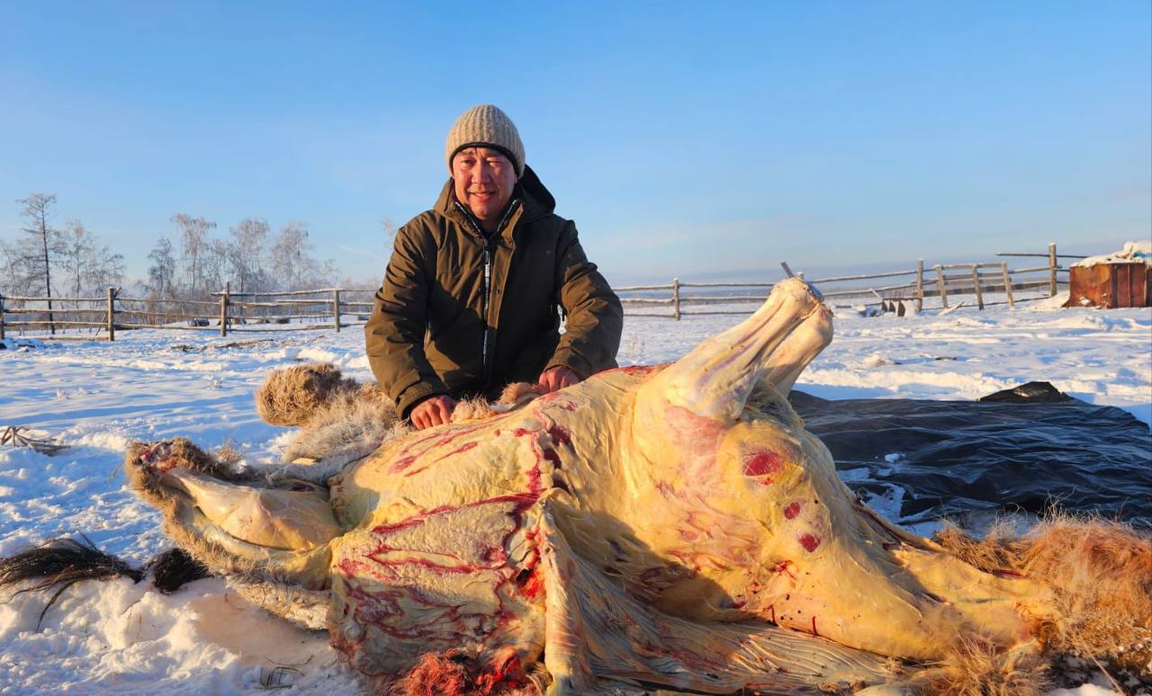 Зима в Якутии - время забоя скота - Хобби и отдых в Якутск
