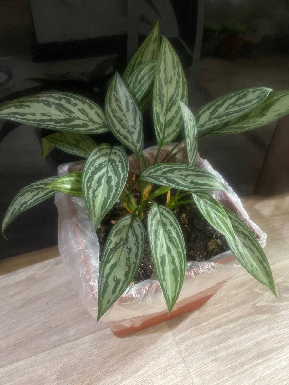 Аглаонема красивая в горшке - Хобби и отдых в Кемерово