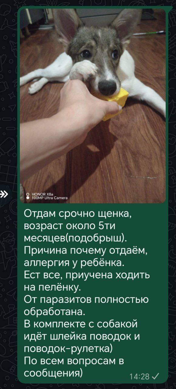 Срочное объявление Кемерово - Услуги в Кемерово