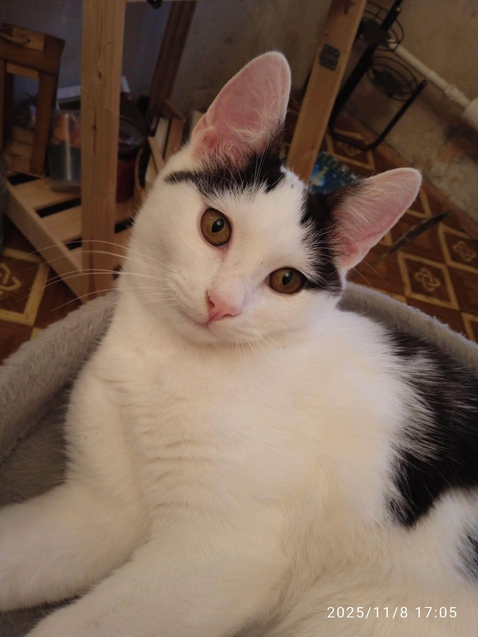 Ищу дом для кота Тишки - Животные в Саратов