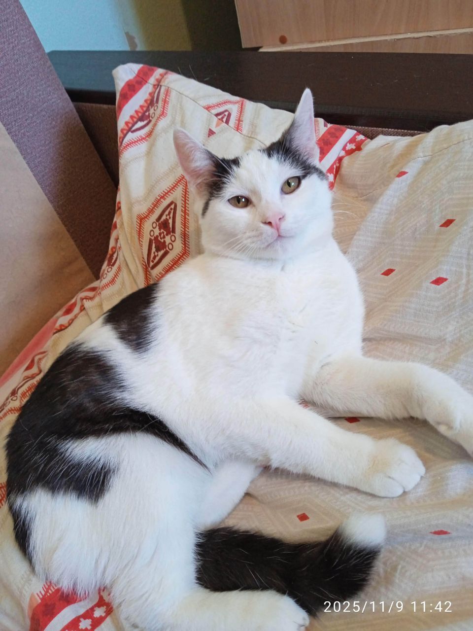 Ищу дом для кота Тишки - Животные в Саратов - фото 2