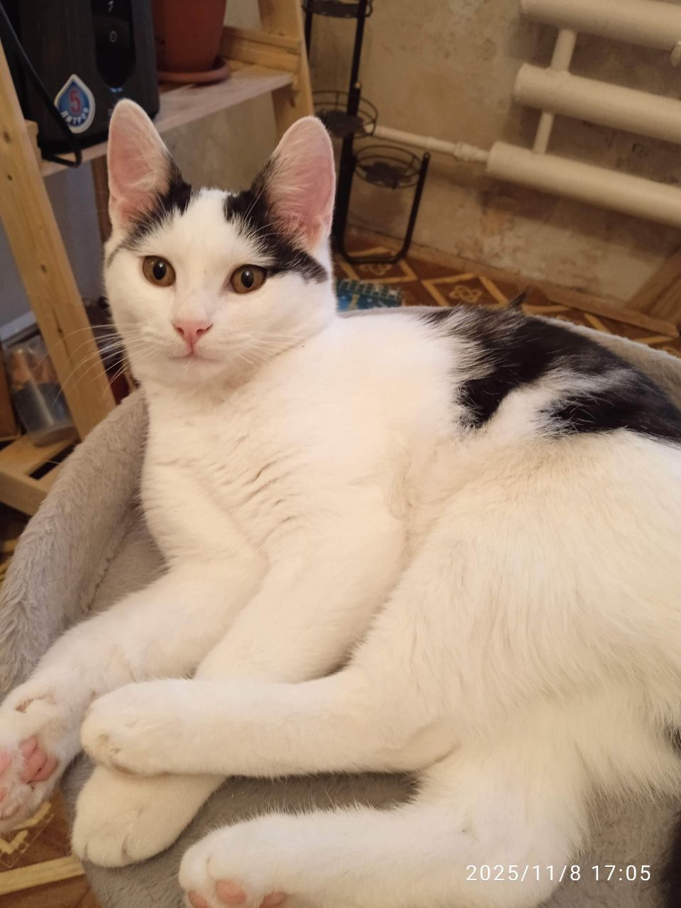 Ищу дом для кота Тишки - Животные в Саратов - фото 3