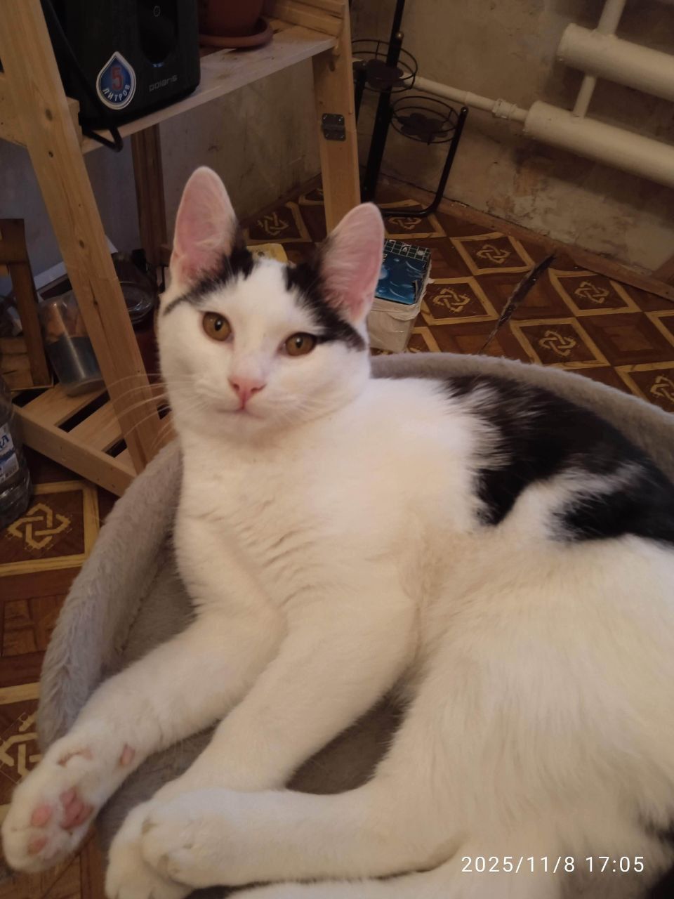 Ищу дом для кота Тишки - Животные в Саратов - фото 4