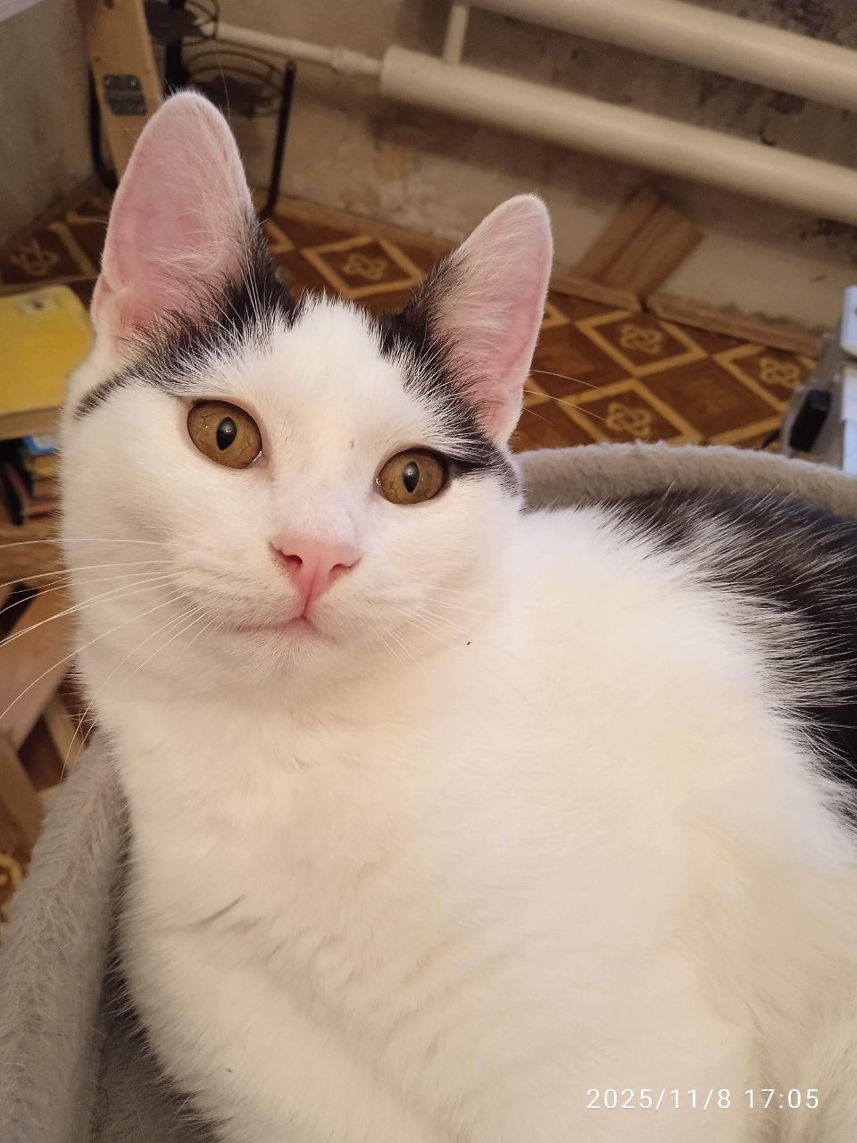 Ищу дом для кота Тишки - Животные в Саратов - фото 5