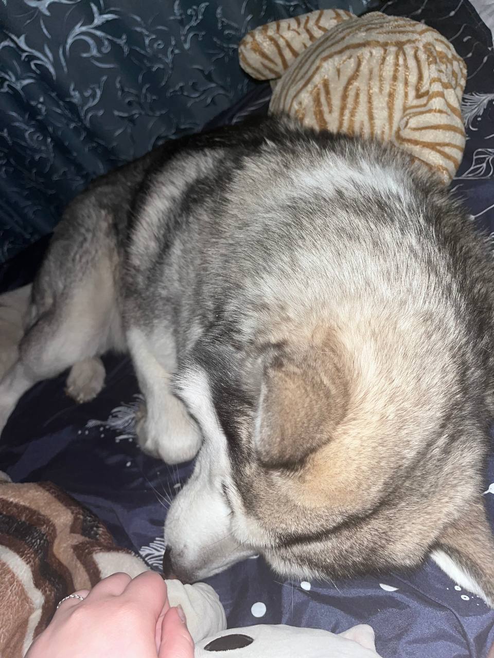 Пропали собаки Бима и Акелло - Животные в Саратов