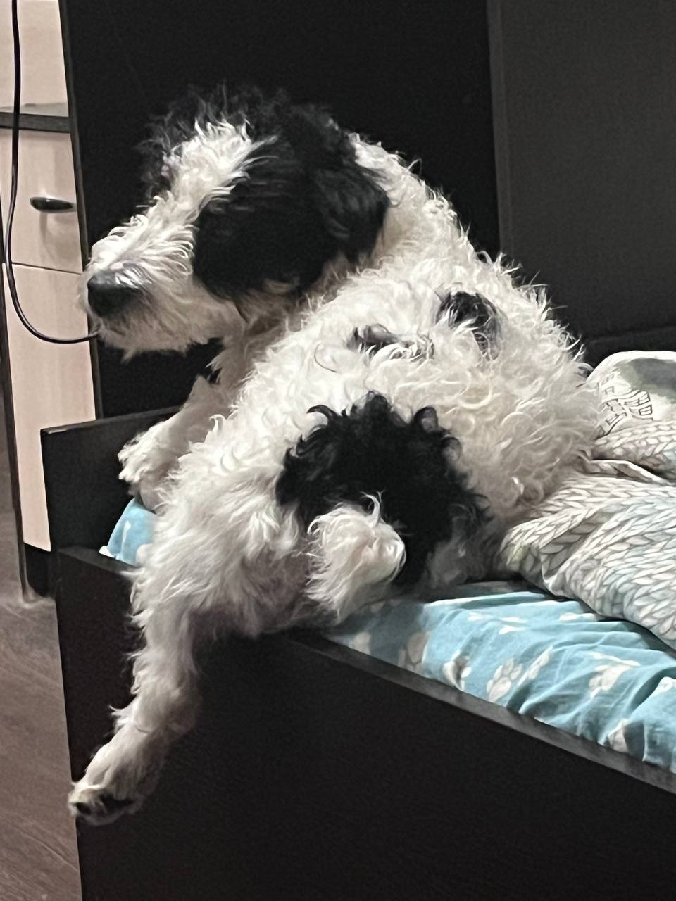 Пропали собаки Бима и Акелло - Животные в Саратов - фото 3