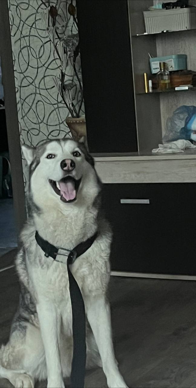 Пропали собаки Бима и Акелло - Животные в Саратов - фото 4