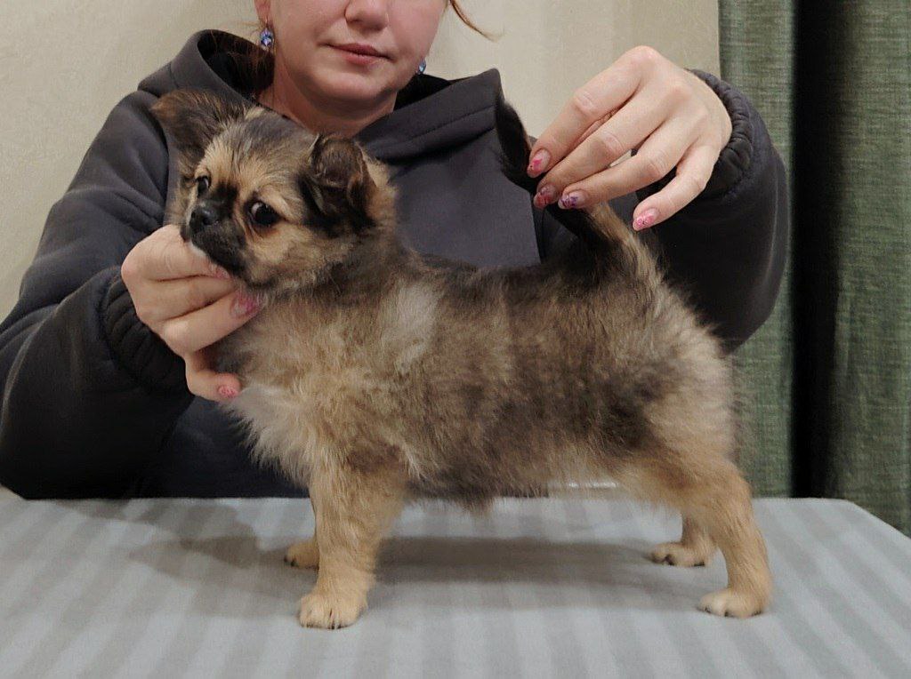 Продам щенков чихуахуа - частное объявление в Томск