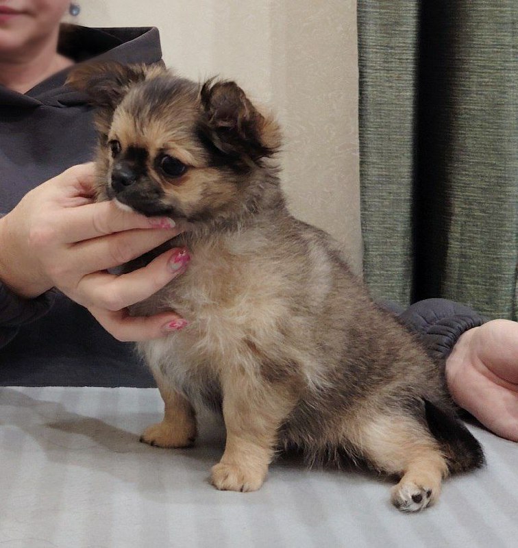 Продам щенков чихуахуа - Животные в Томск - фото 3