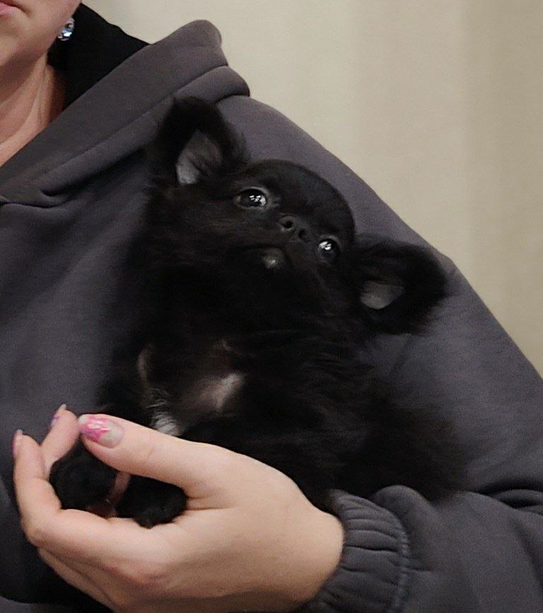 Продам щенков чихуахуа - Животные в Томск - фото 4