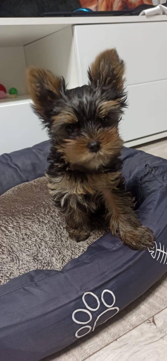 Продам щенка йоркширского терьера - Животные в Томск