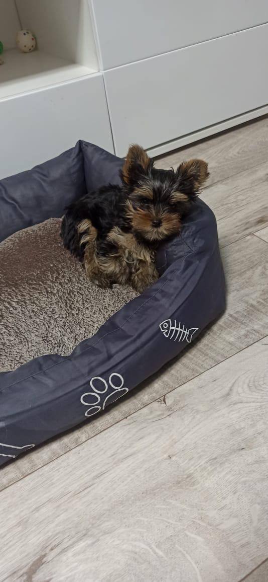 Продам щенка йоркширского терьера - Животные в Томск - фото 2